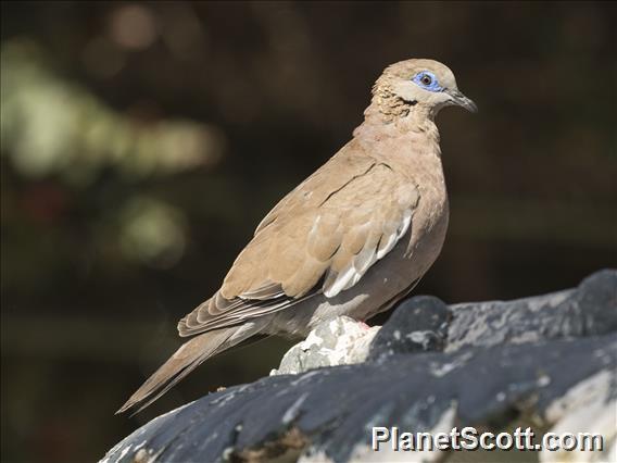 West Peruvian Dove (Zenaida meloda)