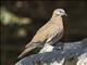 West Peruvian Dove (Zenaida meloda)