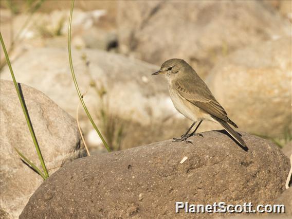 Spot-billed Ground-Tyrant (Muscisaxicola maculirostris)