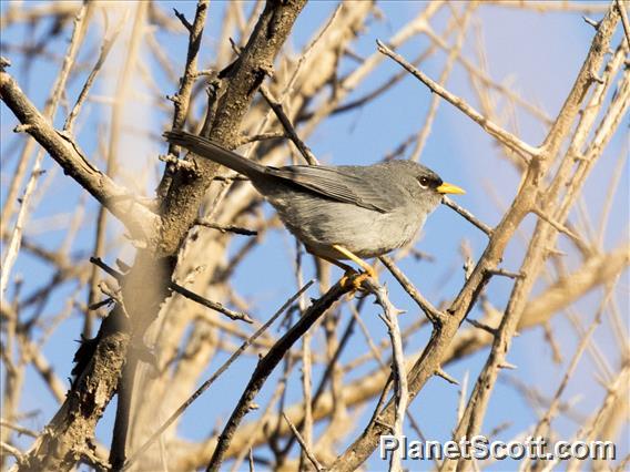 Slender-billed Finch (Xenospingus concolor)