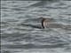 Red-legged Cormorant (Phalacrocorax gaimardi)