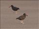 Blackish Oystercatcher (Haematopus ater)