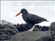 Blackish Oystercatcher (Haematopus ater)