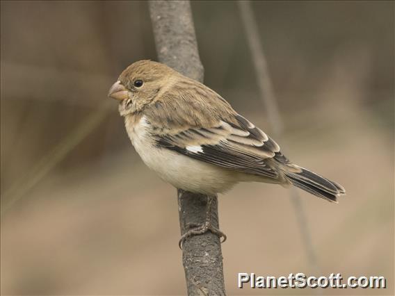 Chestnut-throated Seedeater (Sporophila telasco)