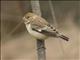 Chestnut-throated Seedeater (Sporophila telasco)