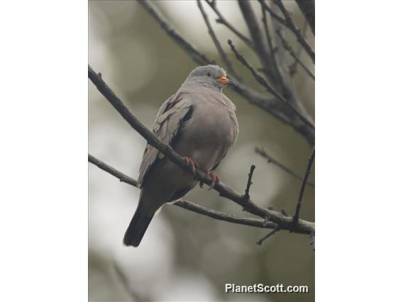 Croaking Ground-Dove (Columbina cruziana)