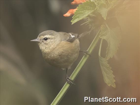 Cinereous Conebill (Conirostrum cinereum)