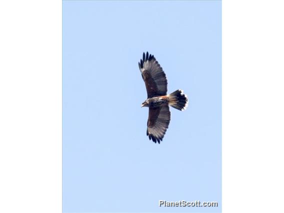 Harris's Hawk (Parabuteo unicinctus)