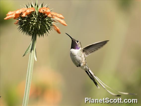 Peruvian Sheartail (Thaumastura cora)