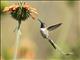 Peruvian Sheartail (Thaumastura cora) - Male