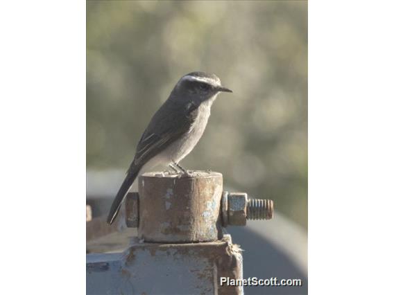 White-browed Chat-Tyrant (Ochthoeca leucophrys)