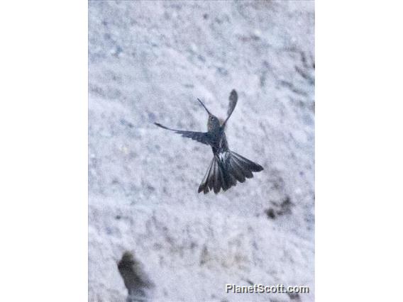 Giant Hummingbird (Patagona gigas)