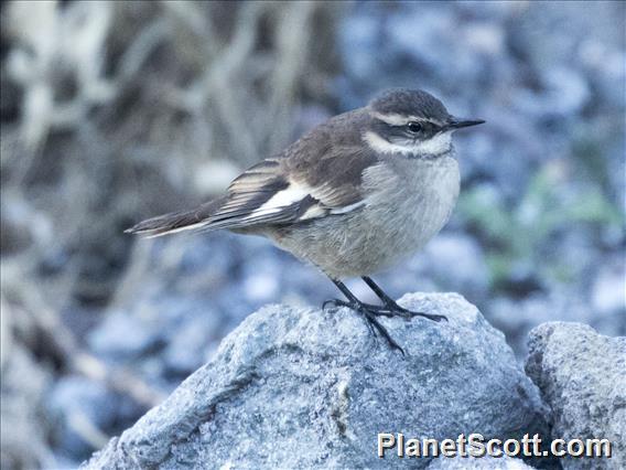 Cream-winged Cinclodes (Cinclodes albiventris)