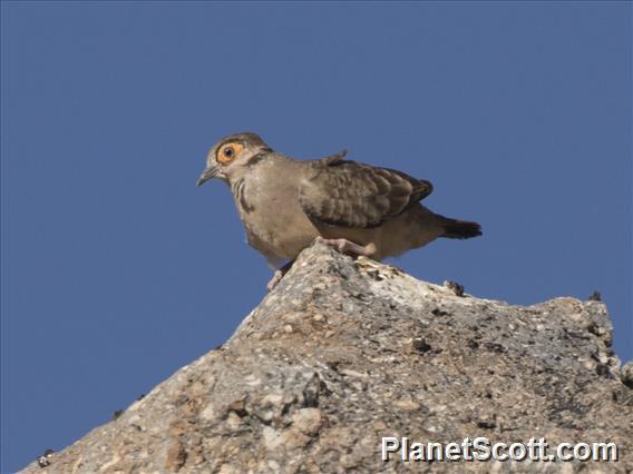 Bare-faced Ground Dove (Metriopelia ceciliae)