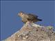 Bare-faced Ground-Dove (Metriopelia ceciliae)