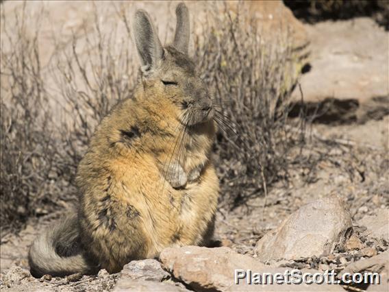 Mountain Viscacha (Lagidium viscacia)