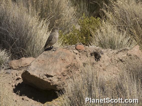 Black-billed Shrike-Tyrant (Agriornis montanus)