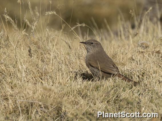 Cordilleran Canastero (Asthenes modesta)