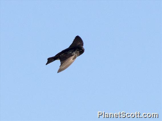 Andean Swallow (Orochelidon andecola)