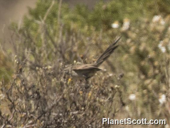 Streaked Tit-Spinetail (Leptasthenura striata)