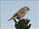 Hooded Siskin (Spinus magellanicus)