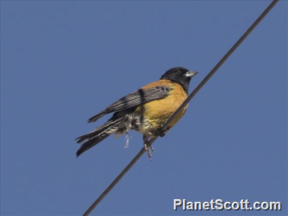 Black-hooded Sierra-Finch (Phrygilus atriceps)