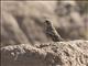 Mourning Sierra-Finch (Phrygilus fruticeti) - Juvenile