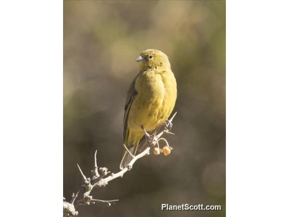 Greenish Yellow-Finch (Sicalis olivascens)