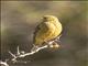 Greenish Yellow-Finch (Sicalis olivascens)