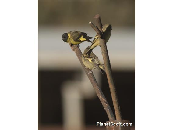 Hooded Siskin (Spinus magellanicus)