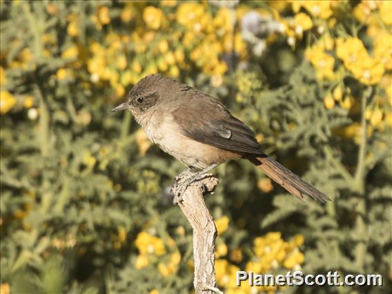 Creamy-breasted Canastero (Asthenes dorbignyi)