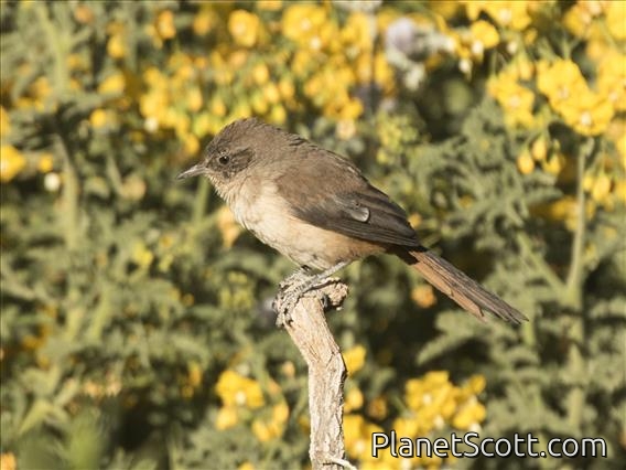 Dark-winged Canastero (Asthenes arequipae)