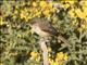 Creamy-breasted Canastero (Asthenes dorbignyi)