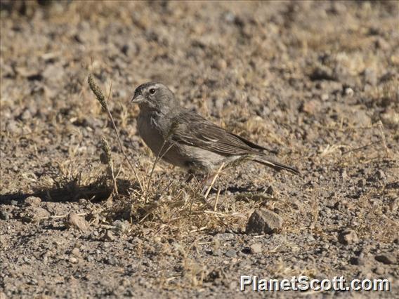 Ash-breasted Sierra-Finch (Geospizopsis plebejus)