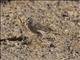 Ash-breasted Sierra-Finch (Geospizopsis plebejus)