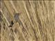 Band-tailed Seedeater (Catamenia analis)