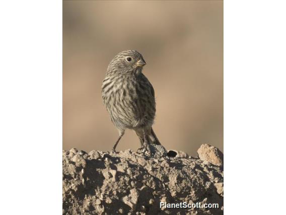 Band-tailed Seedeater (Catamenia analis)