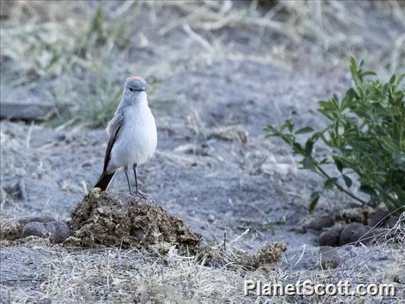 Rufous-naped Ground-Tyrant (Muscisaxicola rufivertex)