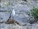 Rufous-naped Ground-Tyrant (Muscisaxicola rufivertex)