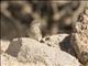 Ash-breasted Sierra-Finch (Geospizopsis plebejus) - Female