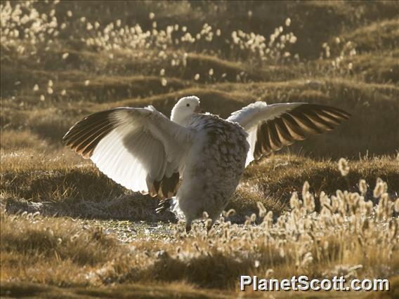 Andean Goose (Oressochen melanopterus)