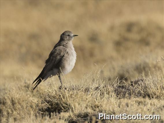 White-fronted Ground-Tyrant (Muscisaxicola albifrons)