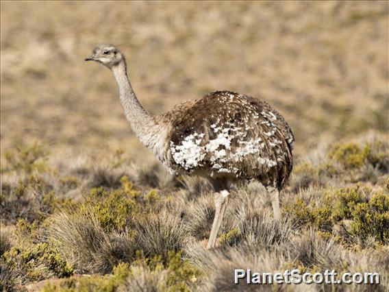 Lesser Rhea (Rhea pennata)