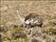 Lesser Rhea (Rhea pennata)