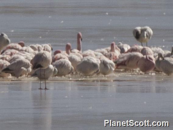 James's Flamingo (Phoenicoparrus jamesi)