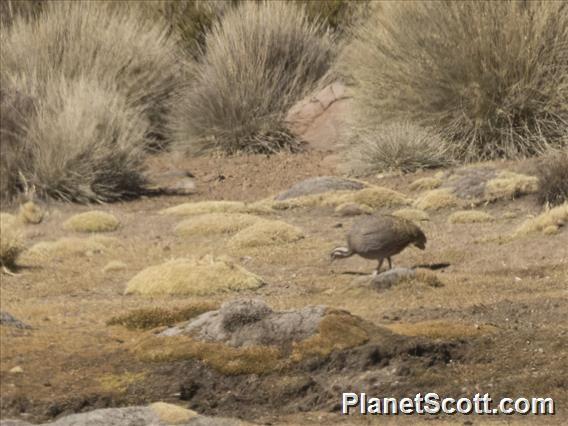 Puna Tinamou (Tinamotis pentlandii) - PlanetScott.com