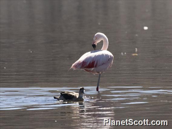 Chilean Flamingo (Phoenicopterus chilensis)