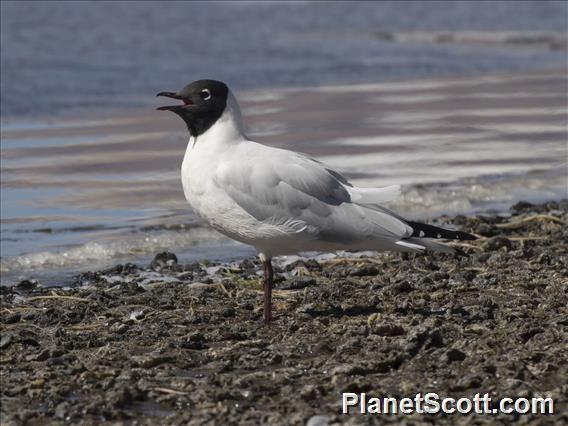 Andean Gull (Chroicocephalus serranus)