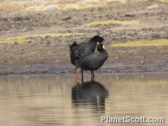 Giant Coot (Fulica gigantea)