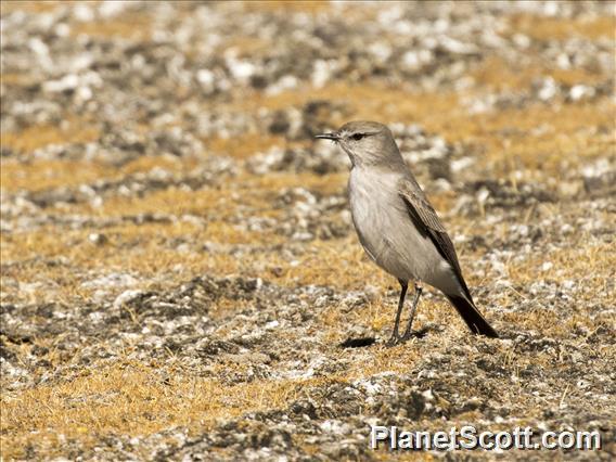 Puna Ground-Tyrant (Muscisaxicola juninensis)